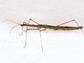 Hydrometra stagnorum